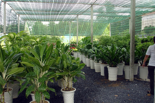 5 vị trí không nên trồng cây trong nhà