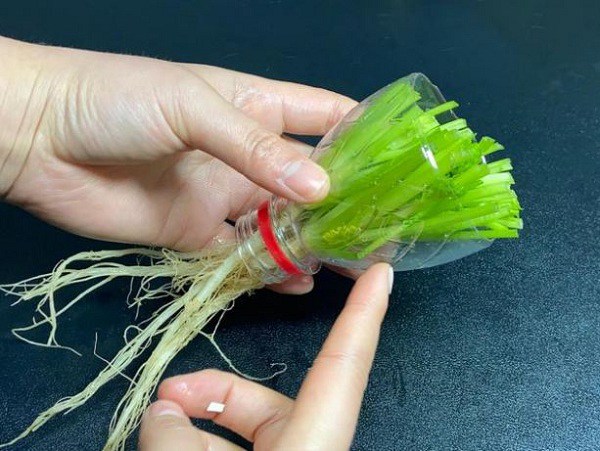 Cách trồng rau mùi trong đất