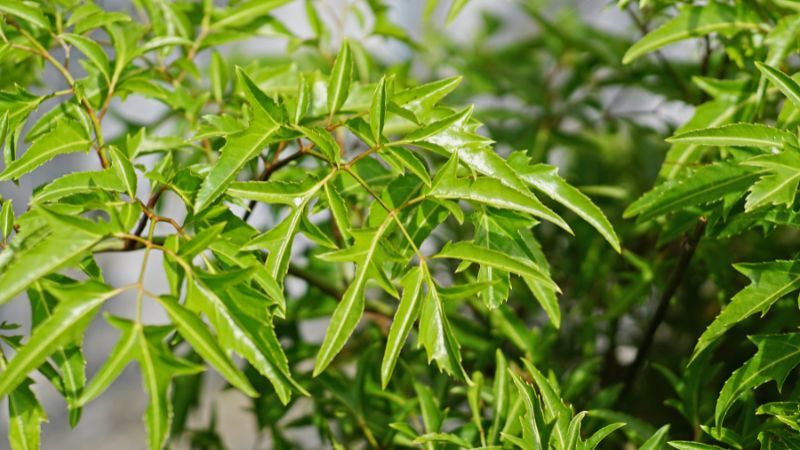 Tránh vị trí khuất